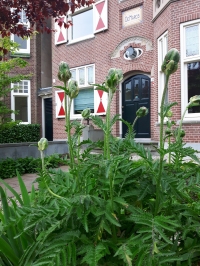 Villatuin De Narcis, Leiden