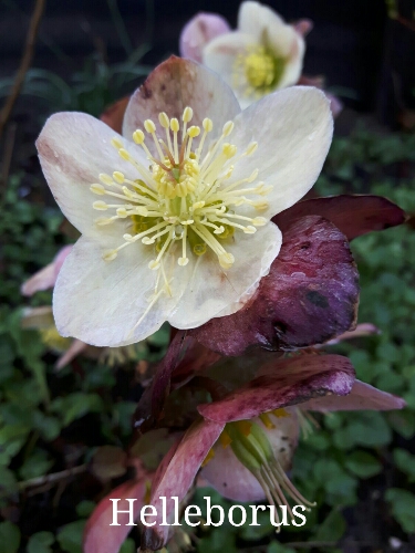 Helleborus