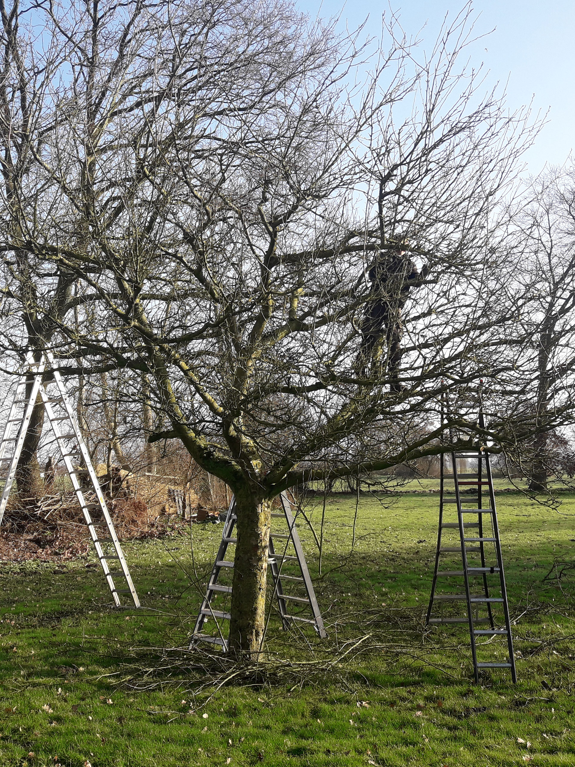 home-onderhoud-en-snoei