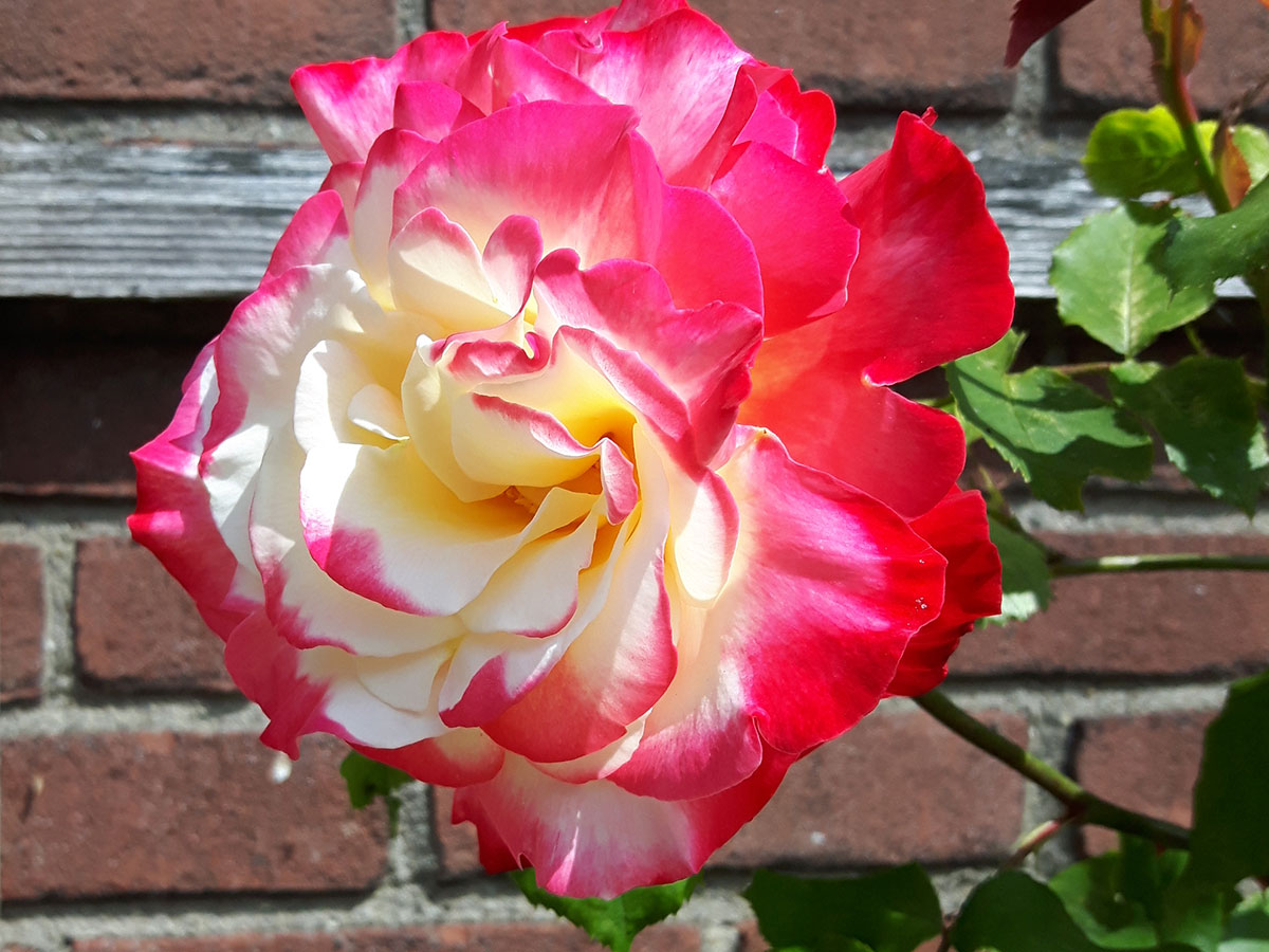 groenpartners-detail-10