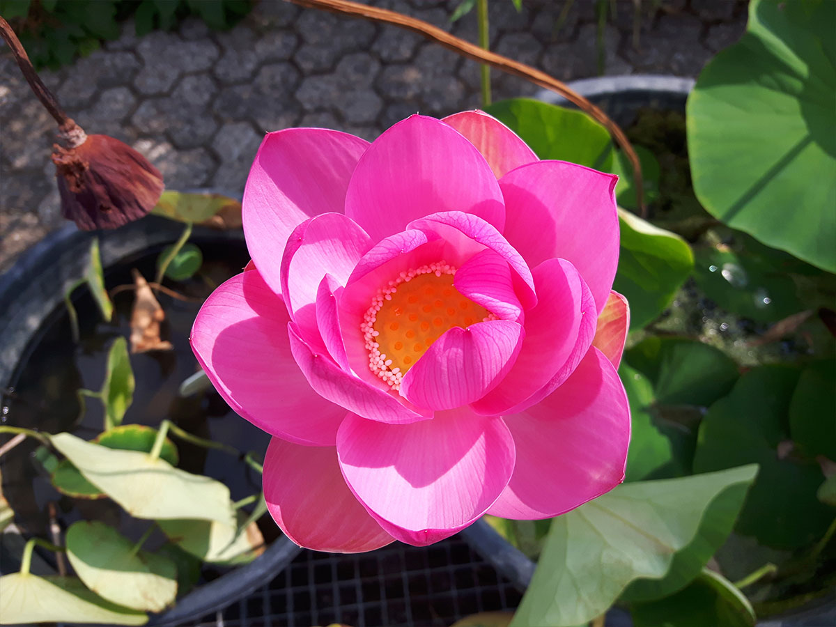 groenpartners-detail-11