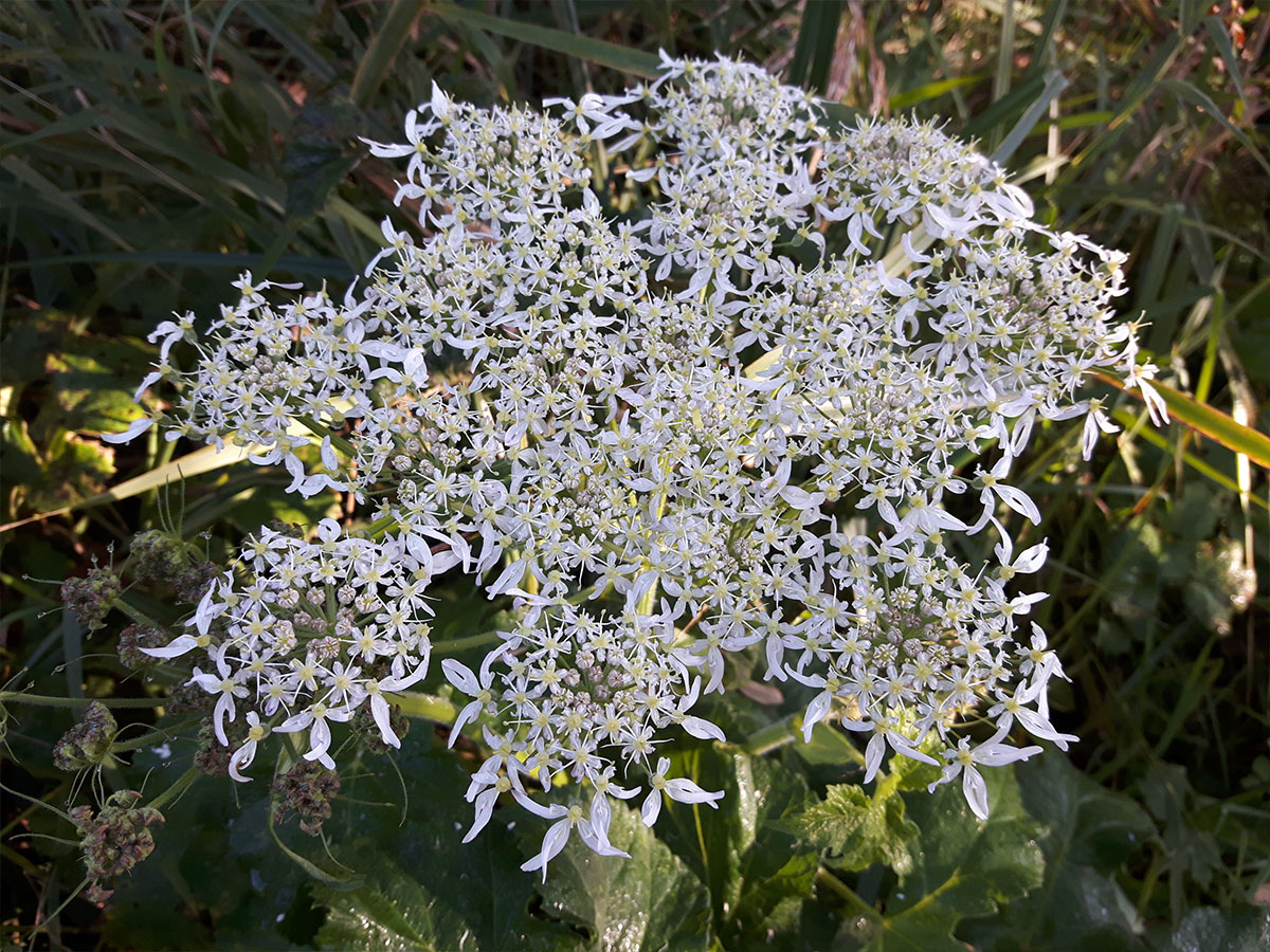 groenpartners-detail-6